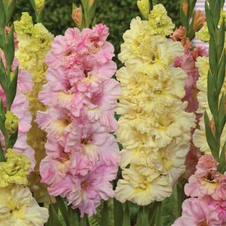 Fluffy Parrot Gladiolus Blend Thumbnail